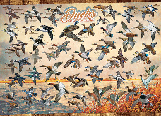 Puzzle: 1000 Ducks of North America