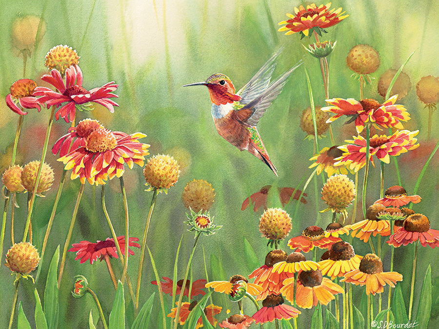 Puzzle: 500 Rufous Hummingbird